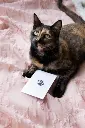 199037_Image4873.400x500.webp