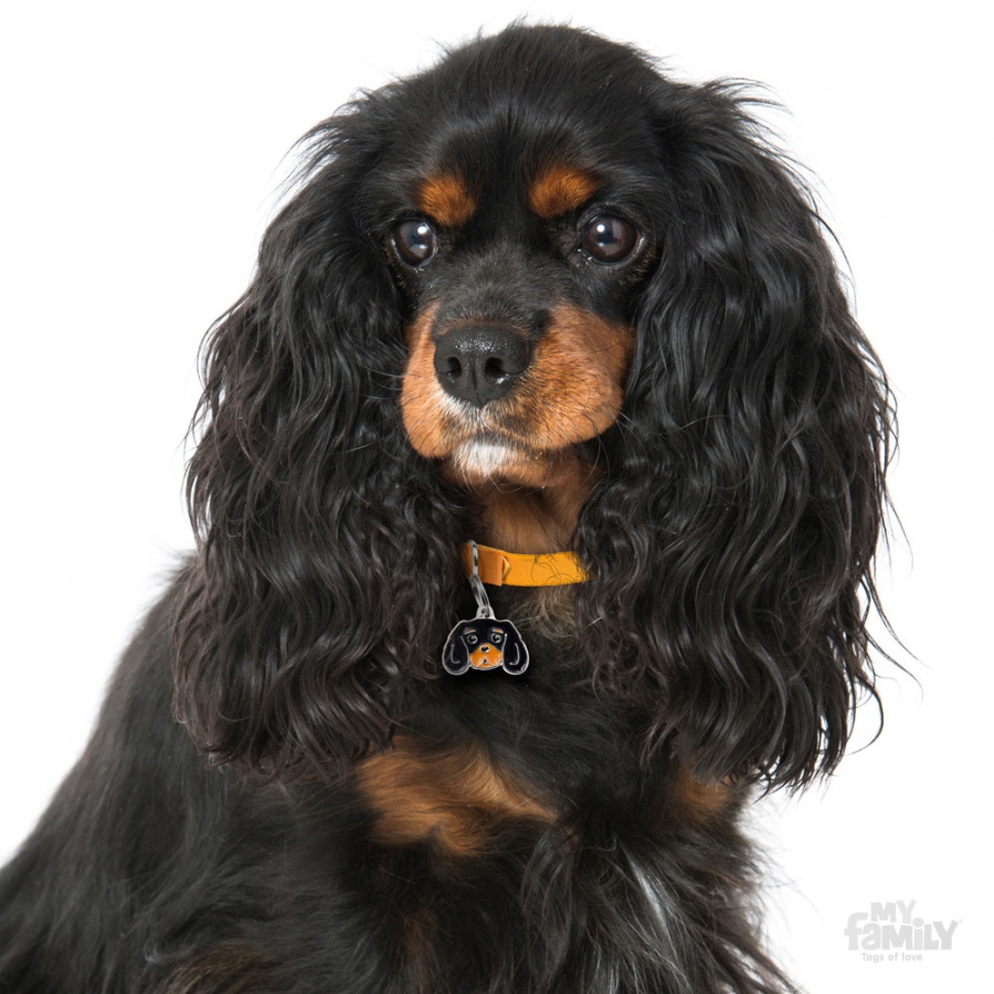 Friends - Black & Tan Cavalier King