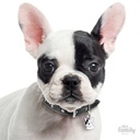Friends - Black & White French Bulldog