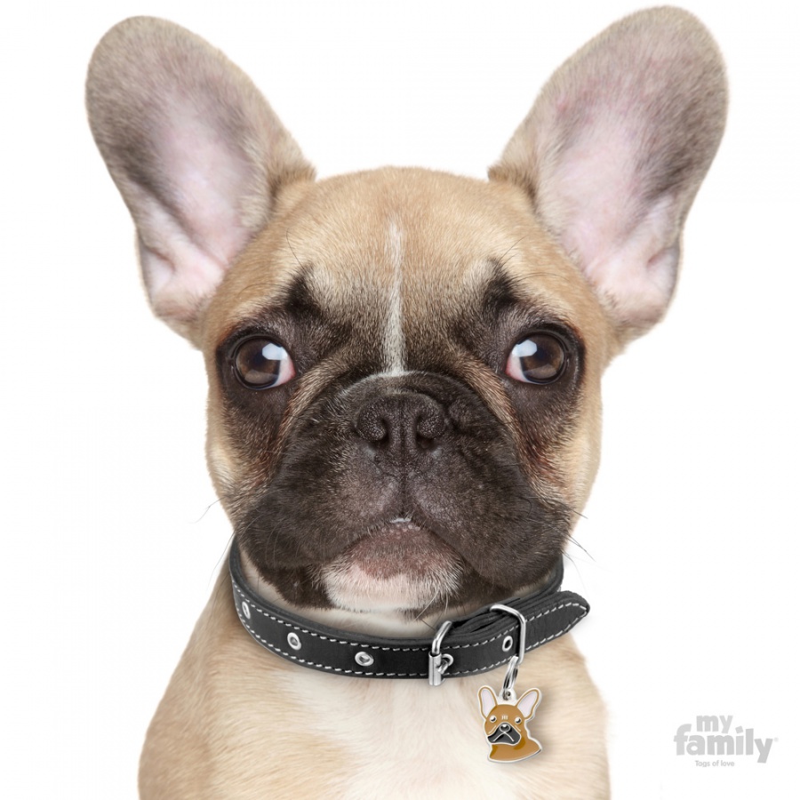 Friends - Fawn French Bulldog