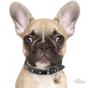 Friends - Fawn French Bulldog