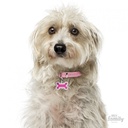 Glam - Small Pink Bone