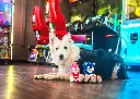 Sonic_Website-2048x1463.webp