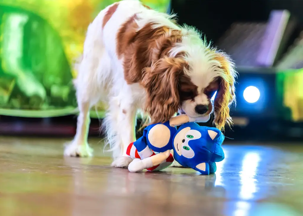 SONIC_Website_3-2048x1463.webp