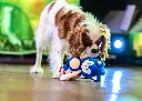 SONIC_Website_3-2048x1463.webp