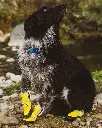 Dog_boots_2_1000x.webp