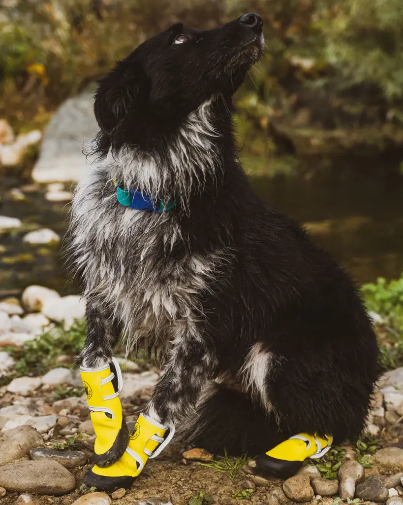 Dog_boots_2_1000x.webp
