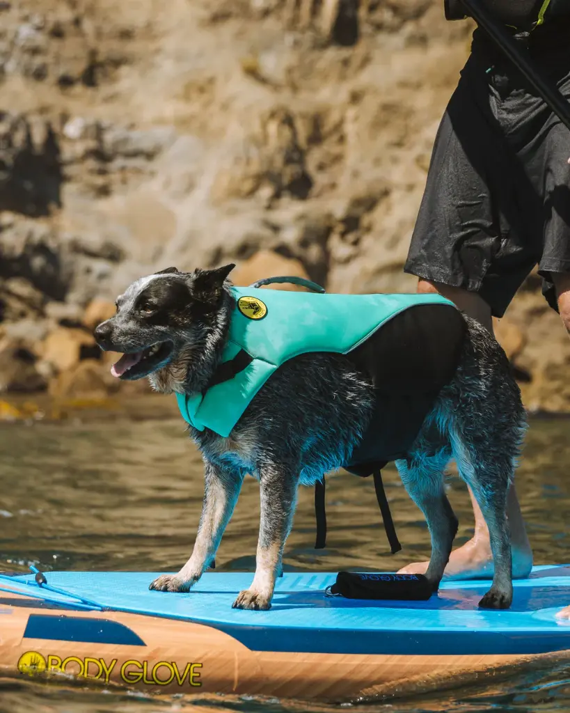 Pet_PFD_blue_2_1000x.webp