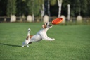 Lightweight and Flexible Flying Disk for Dogs