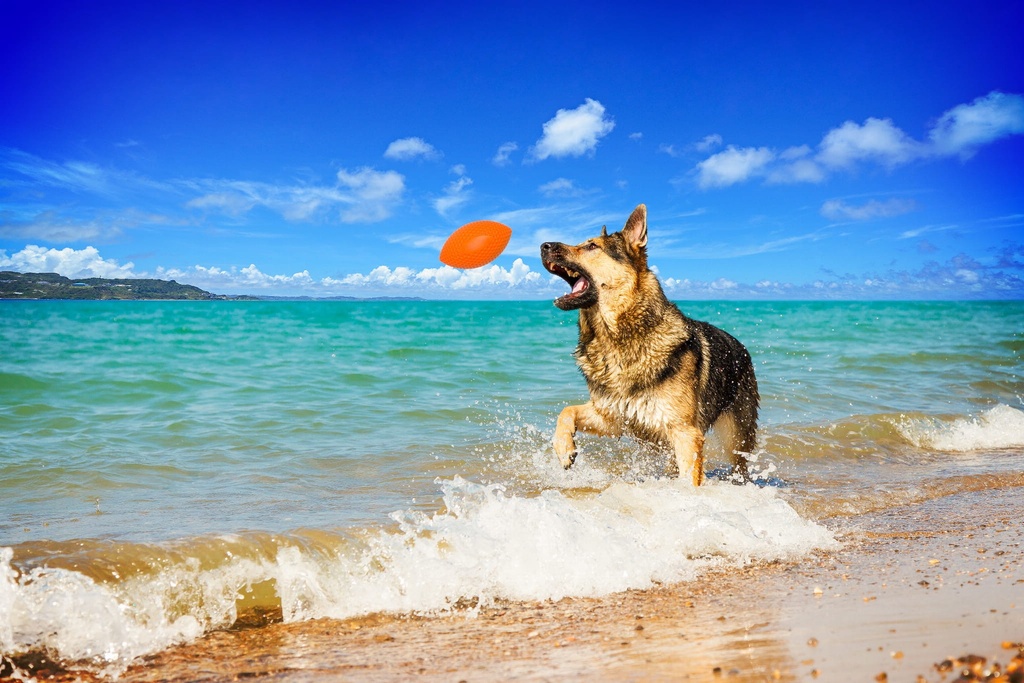 Extremely Durable and Safe Football Dog Toy
